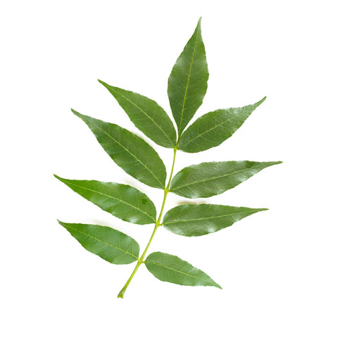Ash ash tree leaf buy ash tree timber in michigan