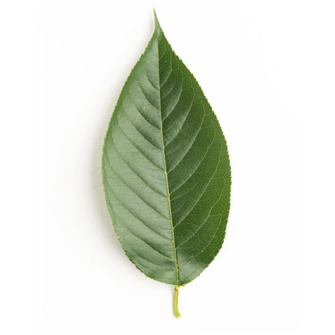 Cherry cherry tree leaf sawmill buy black cherry timber in michigan