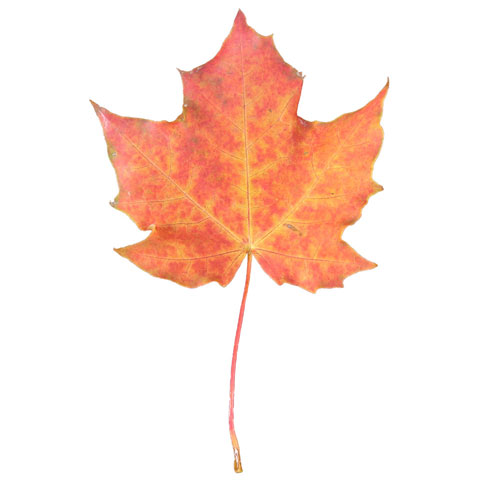 Maple Maple tree leaf buy standing lumber buy maple trees in michigan
