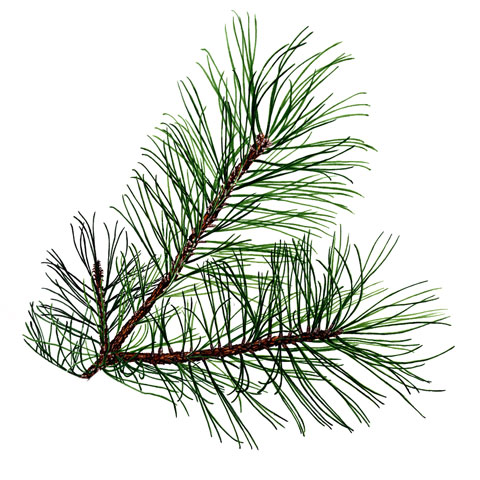 Pine Pine needles buy pine trees in michigan